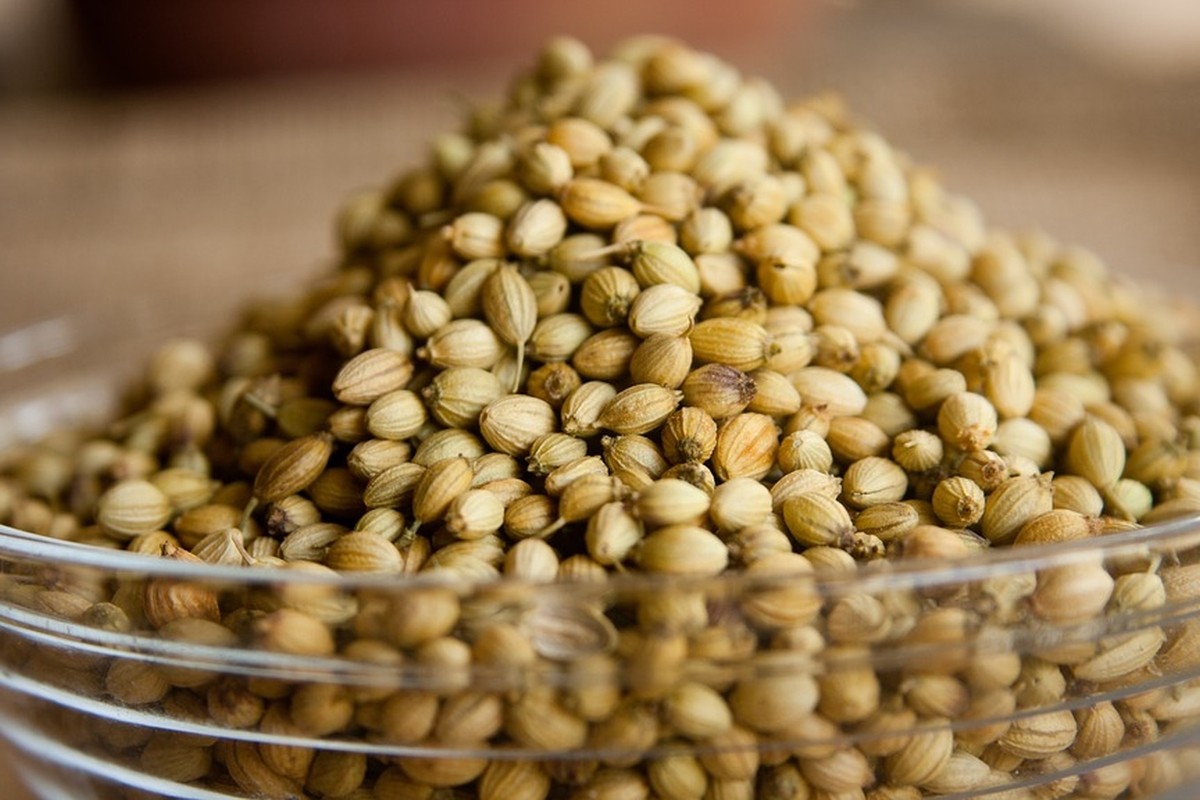 Coriander